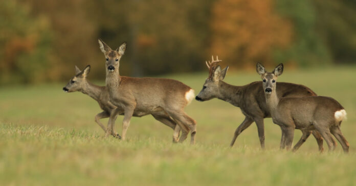 A herd of deer running