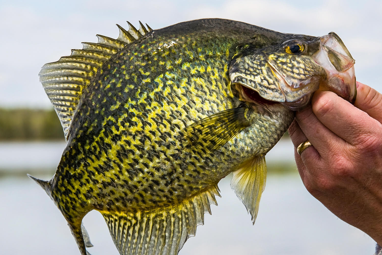 The 2023-24 Wisconsin fishing season kicks off May 6!