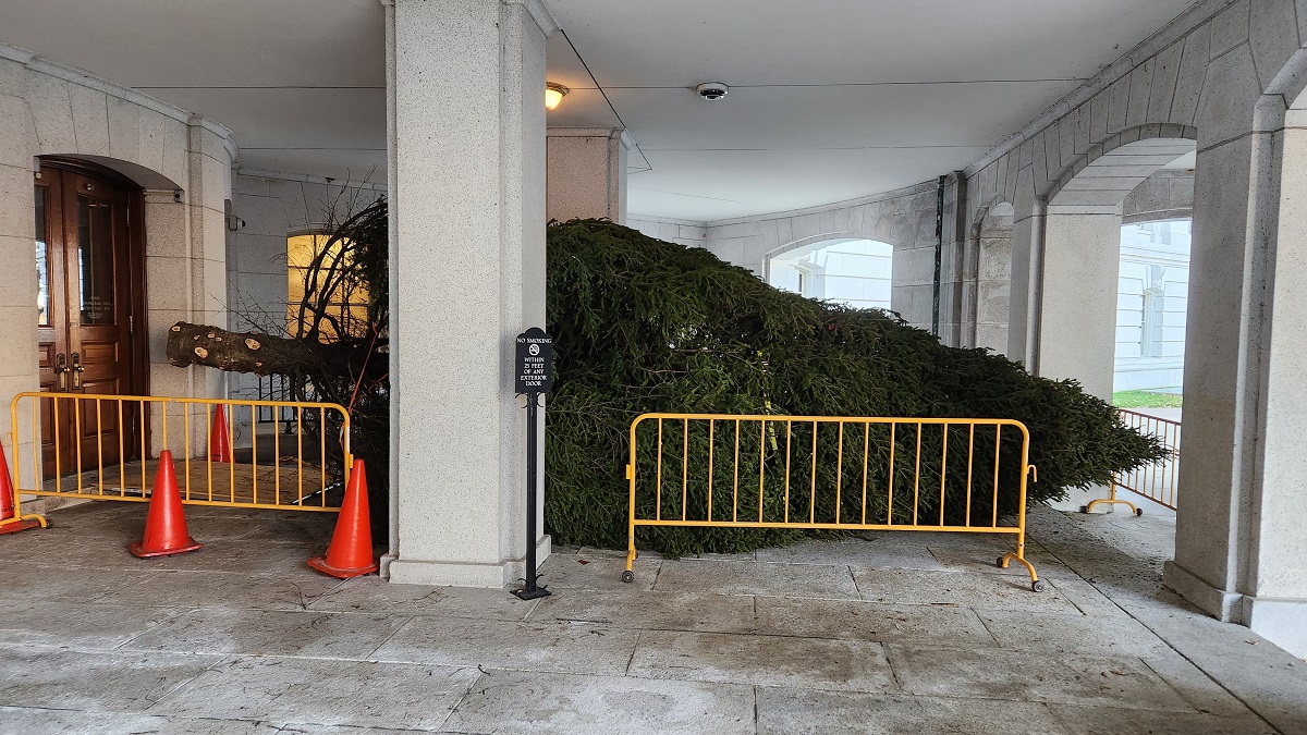 This year's Capitol Christmas tree has arrived! This year's tree is a 30-foot Balsam fir donated by Marge Van Heuklon from Rhinelander, Wisconsin.