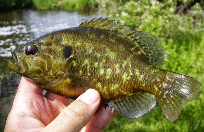 Wisconsin's 2024 fishing season starts Saturday, May 4.