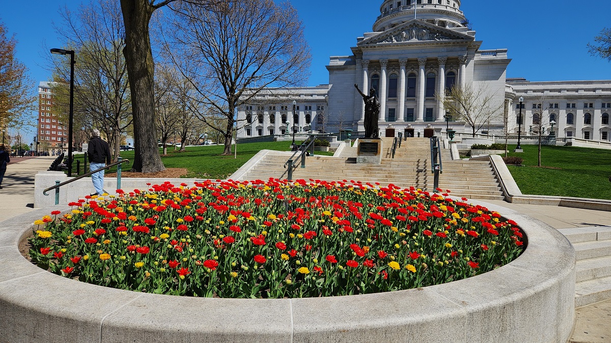 The tulips are blooming at the Wisconsin State Capitol!