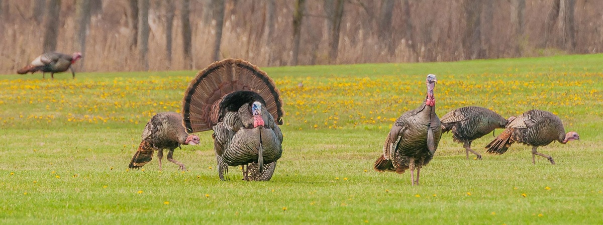 Wisconsin's turkey hunting season is just around the corner.