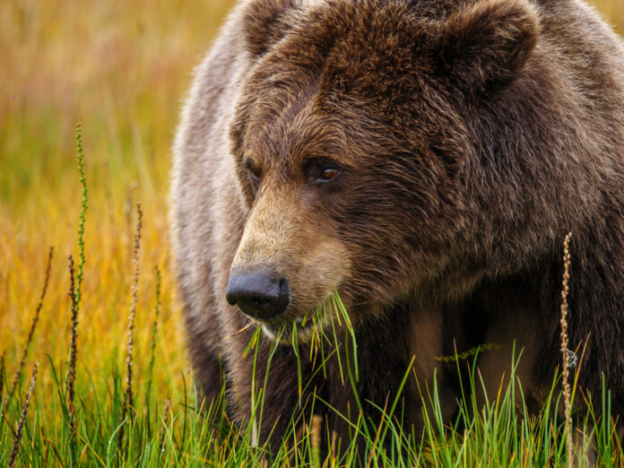 Adding $10 to the Wheel Tax is not a solution: We would not be eating the elephant; we would be, instead, “Feeding the Bear.”