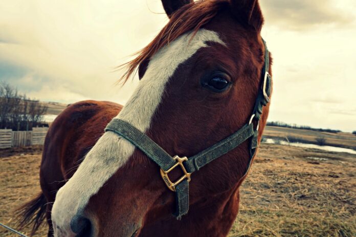 What is a stalking horse? The expression comes from an old English quail hunting method, using a horse to hide the hunter.