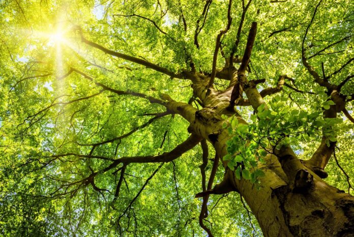 Street reconstruction, by its nature, includes excavation, which generally harms the root systems of larger old-growth trees.