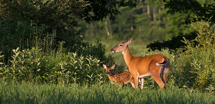 The Wildlife Management Program at the Wisconsin Department of Natural Resources (DNR) is currently seeking public input, which will be open until February 28.