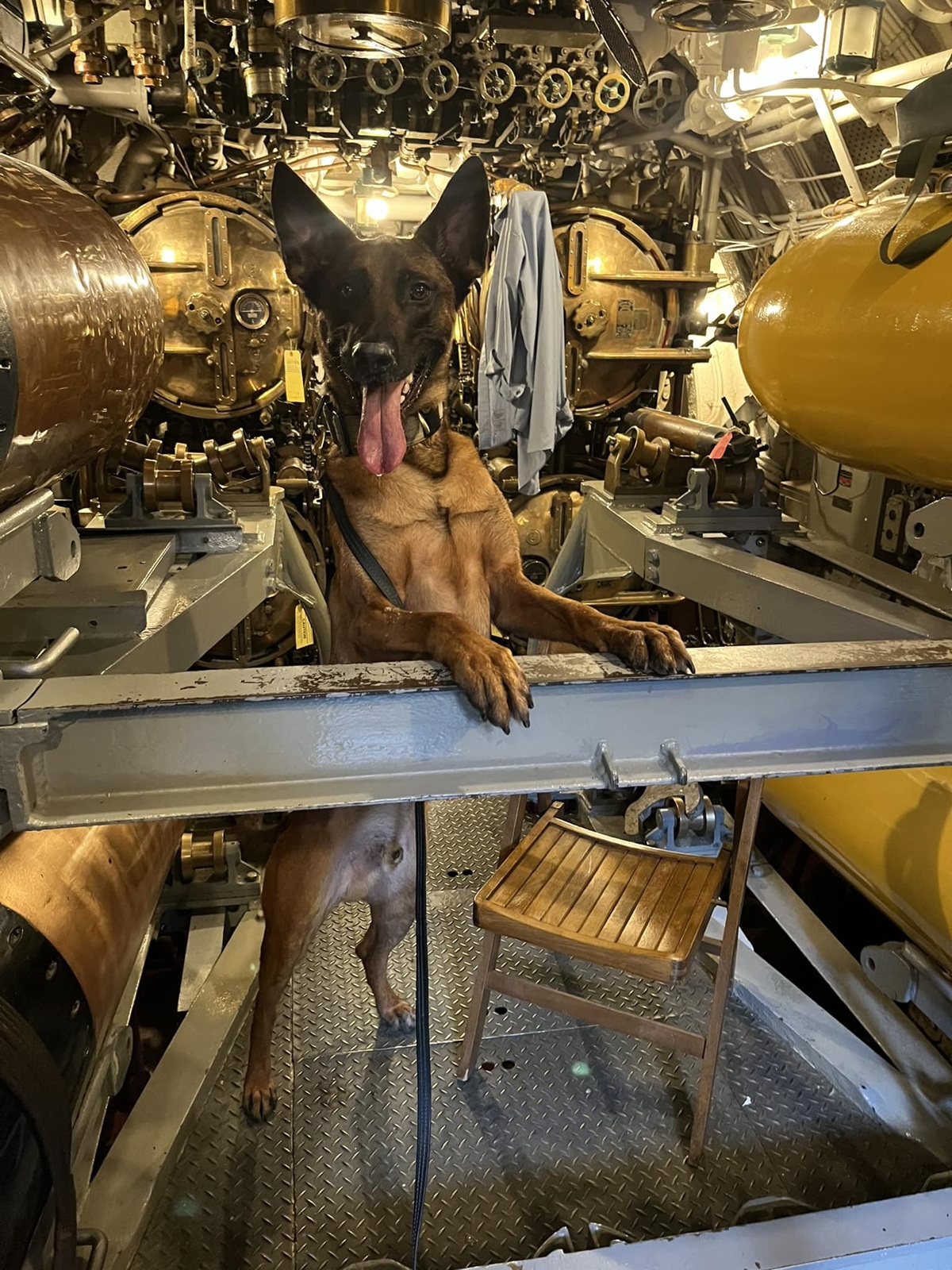 Oconto Police Department K9 officer Falco, participating in a drug detection exercise.