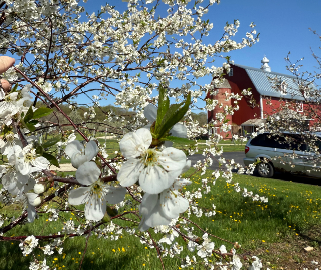 “Floral Farm” – submitted by Kathy in Fish Creek