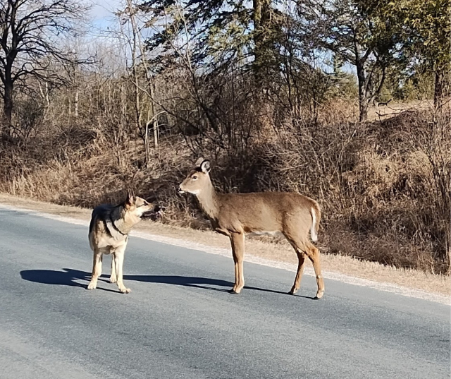 “New Friends” – submitted by Tom from Kewaunee