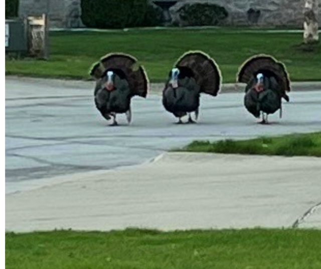 “Turkey Traffic Jam.” – Submitted by Roy from Green Bay.