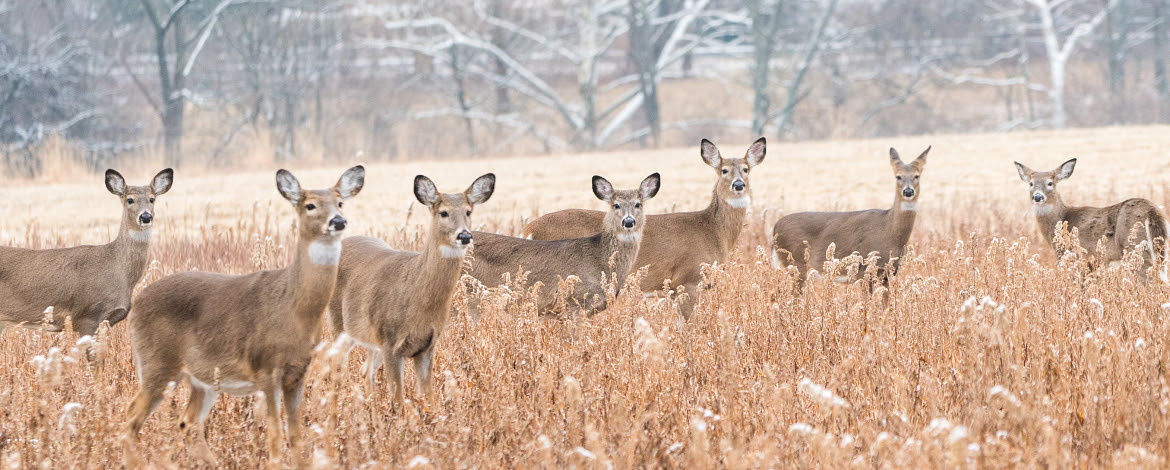 The Wisconsin Department of Natural Resources published the 2025 fall forecast series this week, outlining the hunting and trapping outlook for various popular game species.
