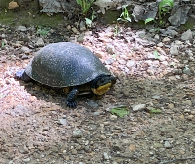 "Slow and steady wins the race.” – Submitted by Marga from Shawano