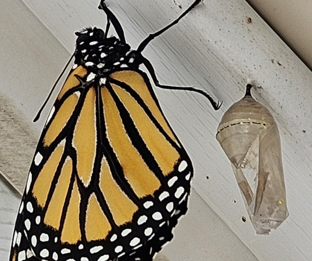 “Breaking Free” – Submitted by Natalie in Wittenberg