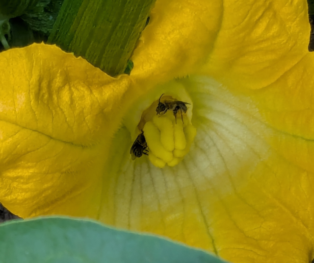 "Return of the pollinators" - Submitted by Jama in De Pere.