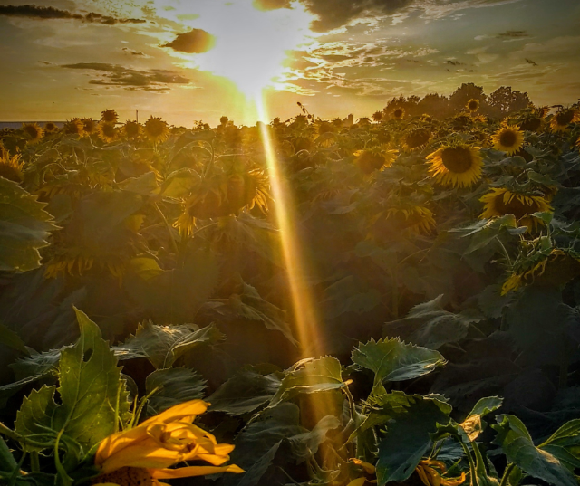 "Sunflowers and Sunshine" - Submitted by Verchelle in Cecil, WI
