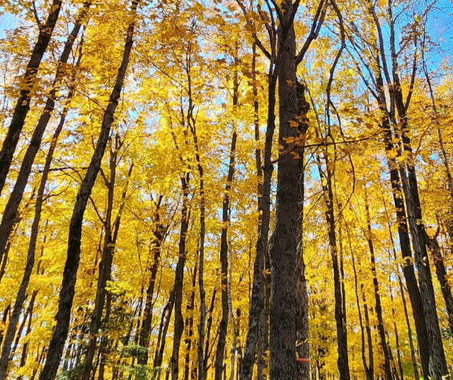 “Forest of Gold” – Submitted by Verchelle in De Pere.