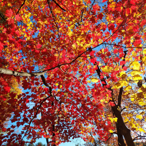“Leaf me in Hartman Creek Park.” – Submitted by Joseph from Waupaca. 