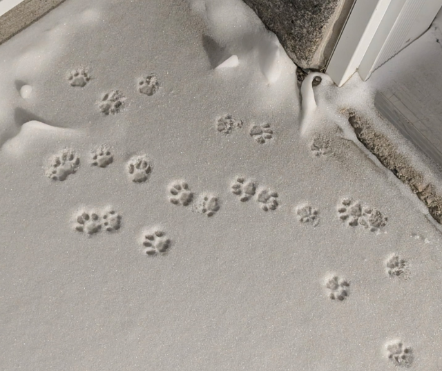 “Paw-Prints in the Snow.” – Submitted by Jake from Ashwaubenon.