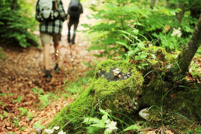 Our trails, forests, and waterways do need care and maintenance. But we must be careful about how we approach that responsibility.