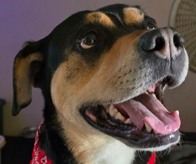 “Interested in paw-litics.” – Submitted by Dan from Appleton