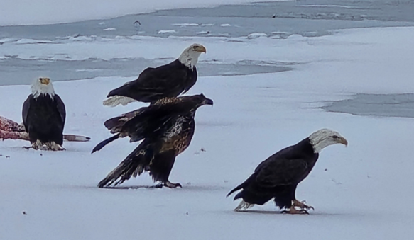 “Guardians of the free skies.” – Submitted by Chad from Little Suamico.