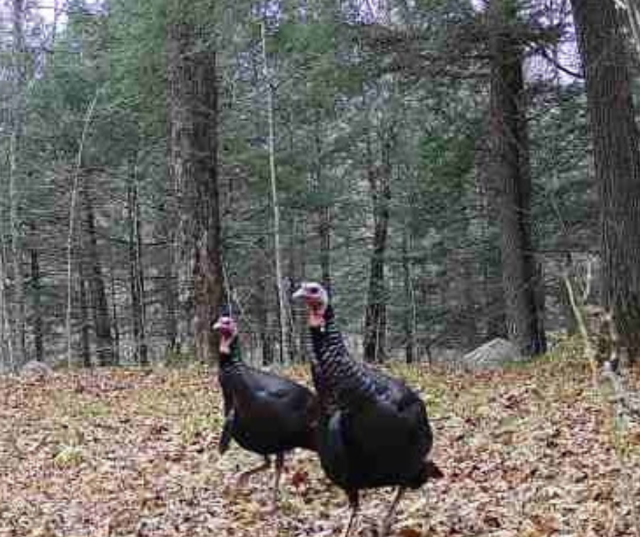 “Stroll through the woods.” – Submitted by Sharon from Waupaca