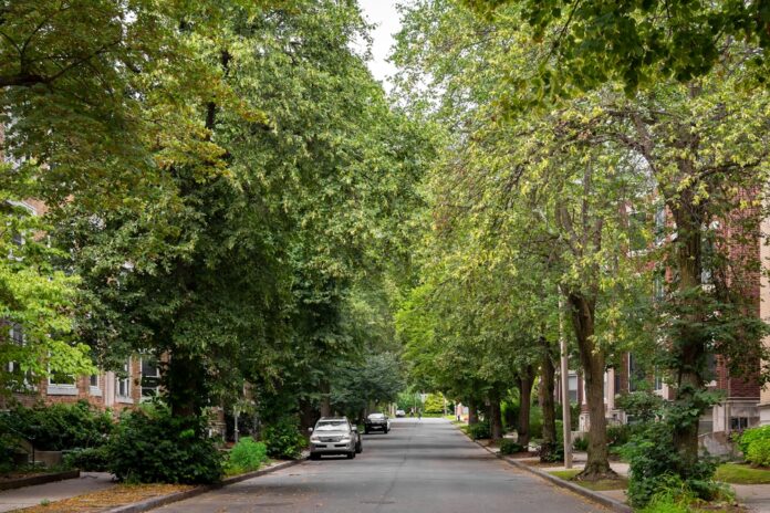 I suspect that more than a couple of homeowners on roads scheduled for reconstruction will be present and object to the narrowing of their streets, proposed new parking restrictions on their streets (due to this narrowing), the loss of terrace trees along their streets due to the construction process, and, for a couple of these streets, the addition of sidewalks along the roadways. 