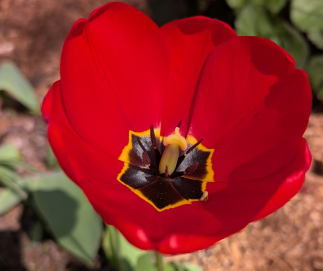 “April Showers Brought May Flowers.” – Submitted by Ruth from Appleton.