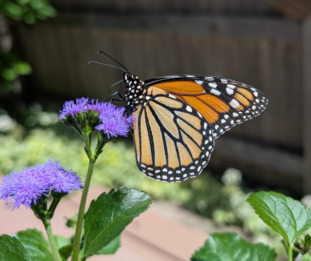 “Fluttering into the weekend.” – Submitted b“Fluttering into the weekend.” – Submitted by Ruth from Appleton.y Ruth from Appleton.