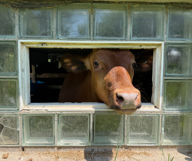 “How you moo-in?” — Submitted by Craig from Gresham.