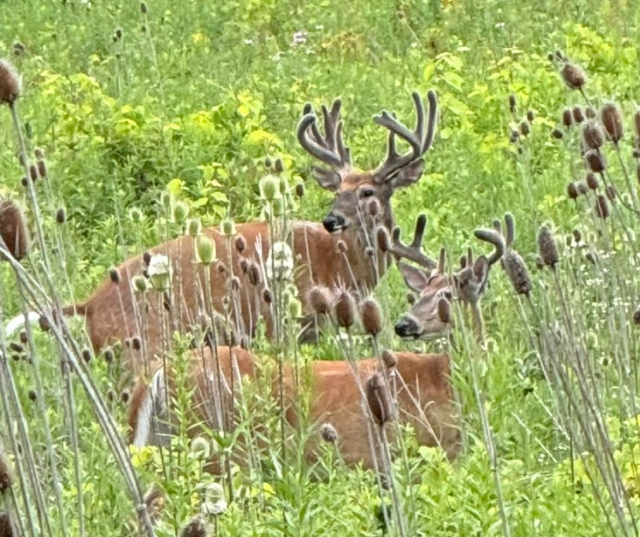 “Buck wild.” — Submitted by Mike and Beth from Howard.