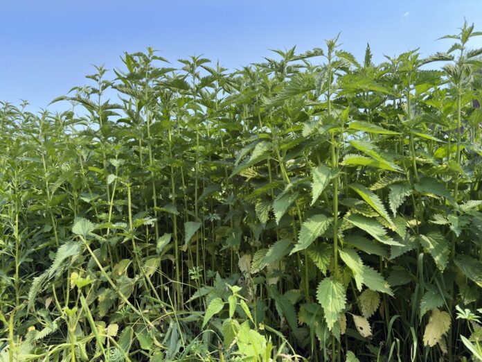 The City of Appleton Municipal Services Committee voted last week to deny that self-planted weeds have First Amendment rights.